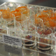 All but one sample developed into new populations once back on Earth. (Image: Thomas Leya / Fraunhofer IZI-BB)
